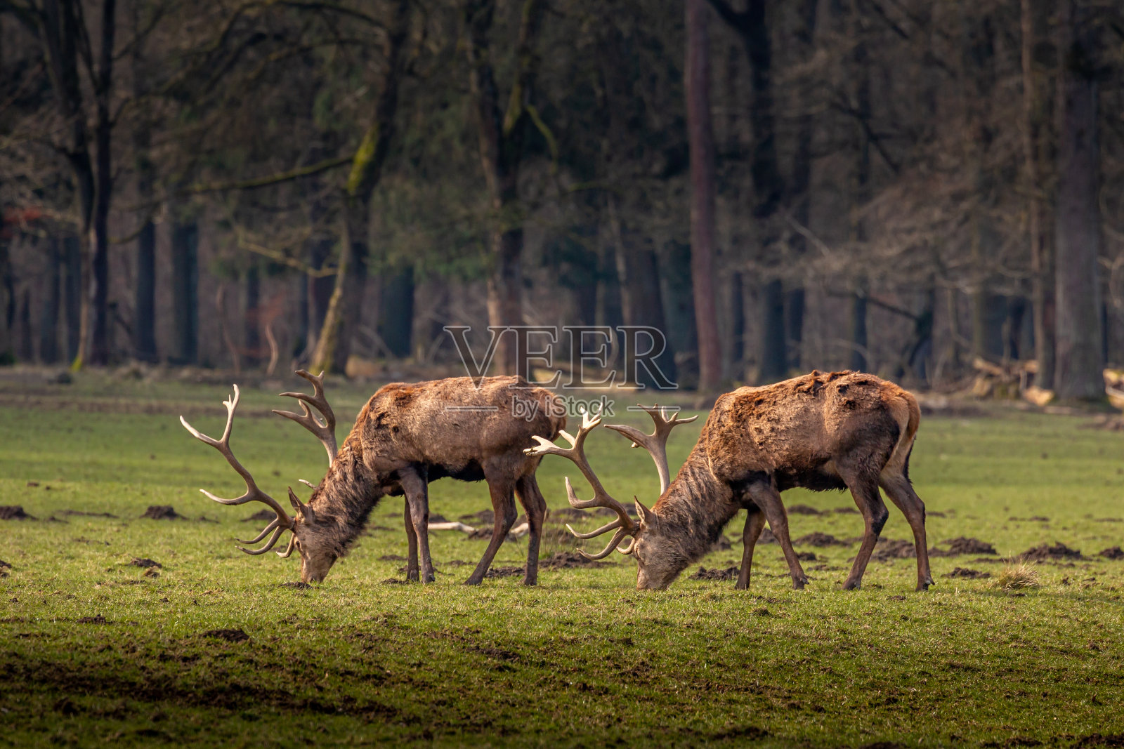 两只漂亮的鹿在绿色草地上吃草。在发情季节,这里有一种紧张的沉默照片摄影图片