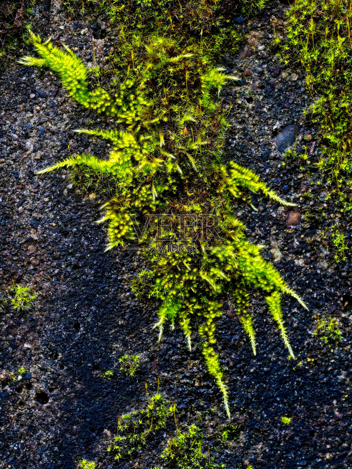 水泥墙上的苔藓照片摄影图片