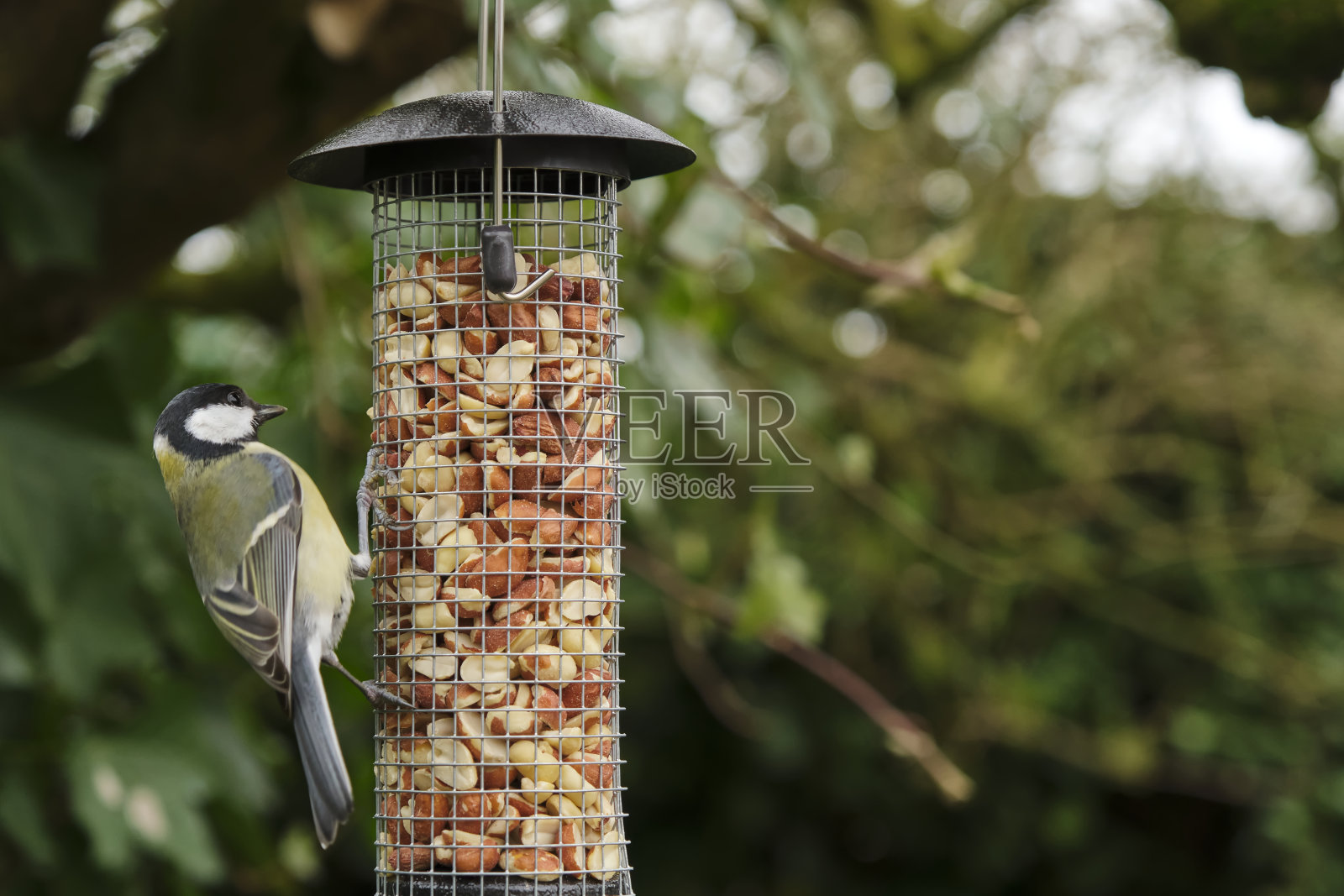 一只大山雀挂在花园里的喂鸟器上吃东西照片摄影图片