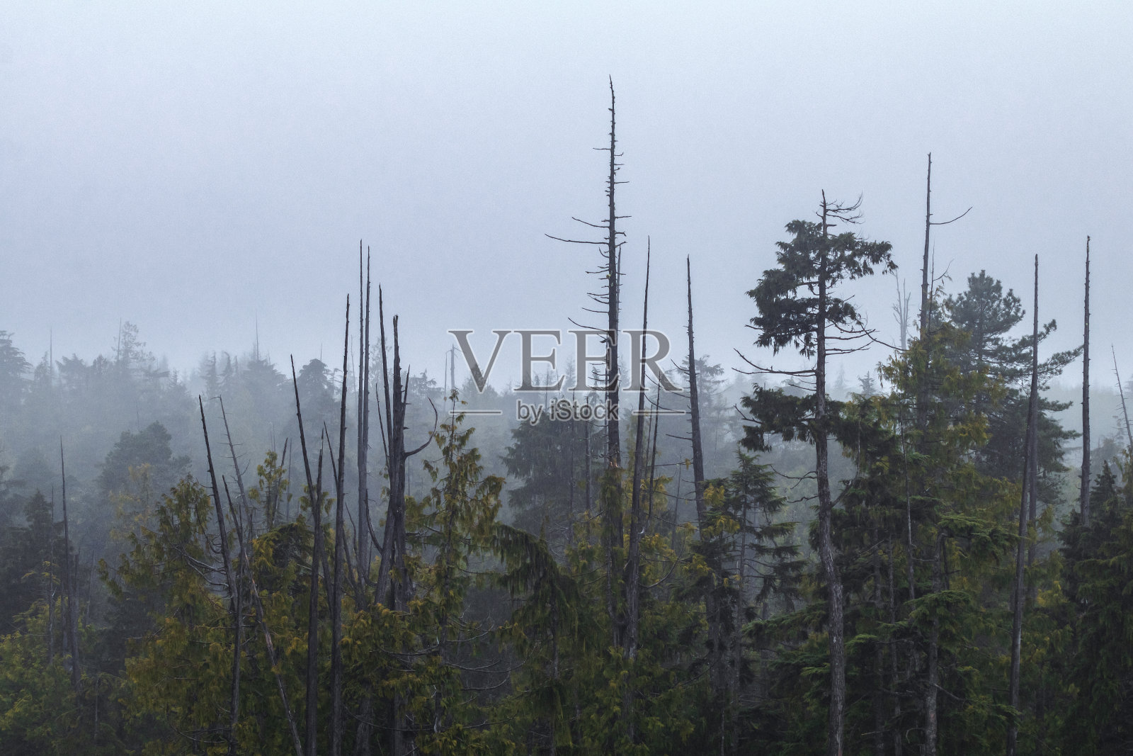 温哥华岛森林照片摄影图片
