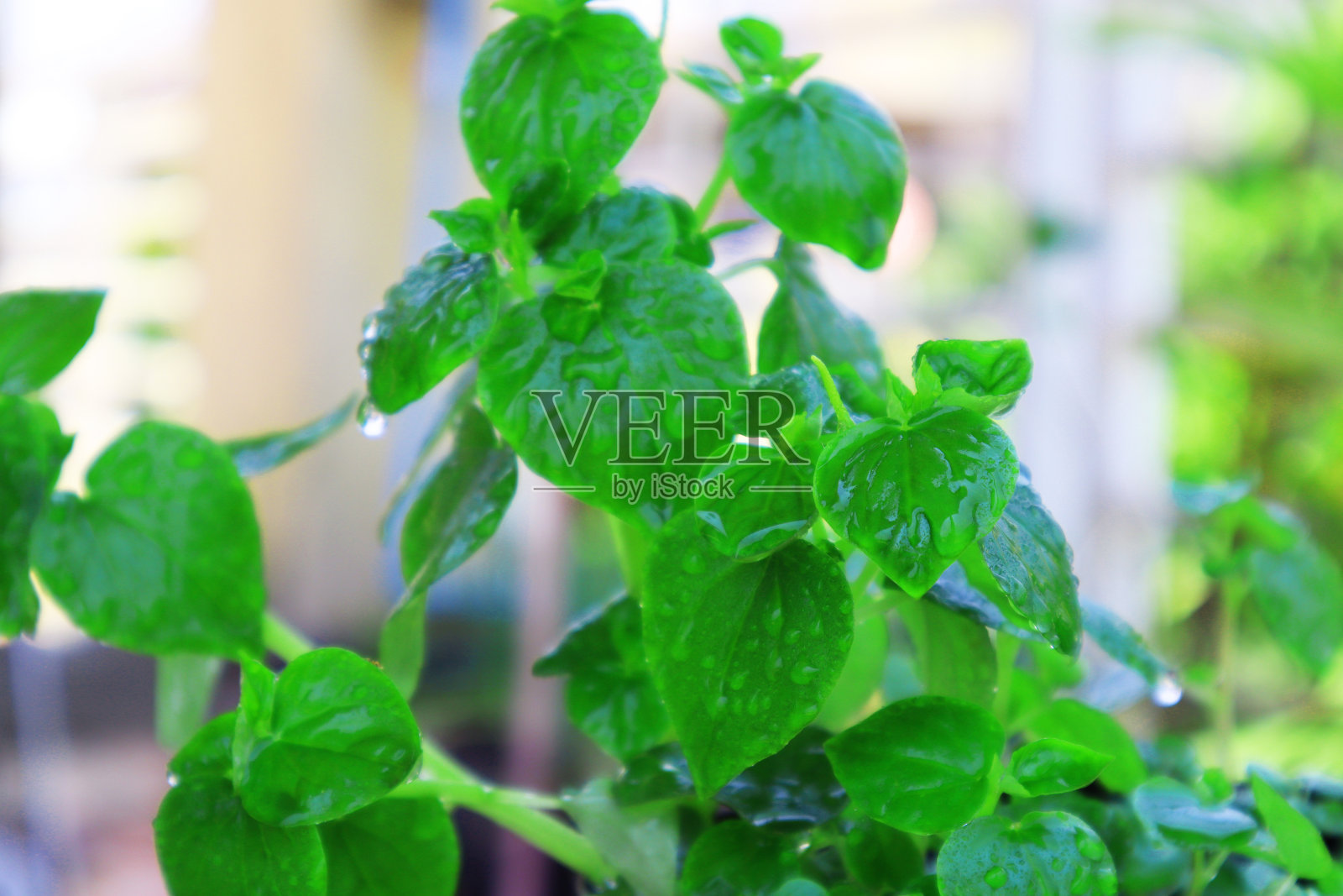 罗勒植物的选择性聚焦照片摄影图片