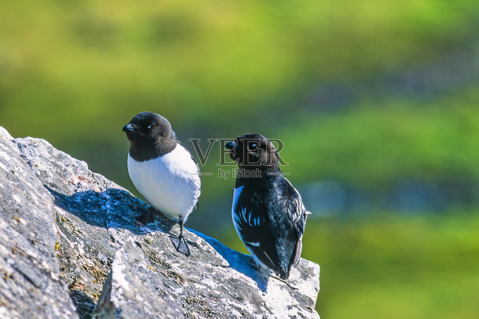 北极一块阳光充足的岩石上的鸽子照片摄影图片