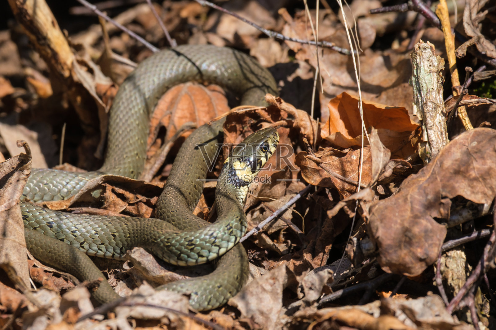 草蛇在春天的阳光下享受日光浴照片摄影图片