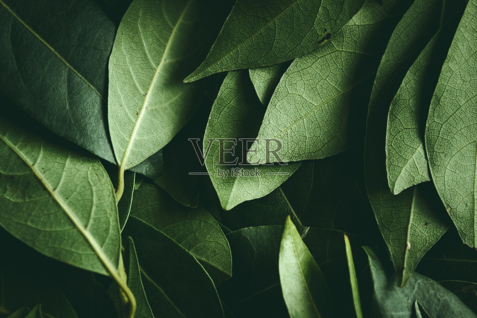 特写的绿叶背景。达芙妮的叶子。黑暗和忧郁的背景概念与植物叶子。前视图。有选择性的重点照片摄影图片