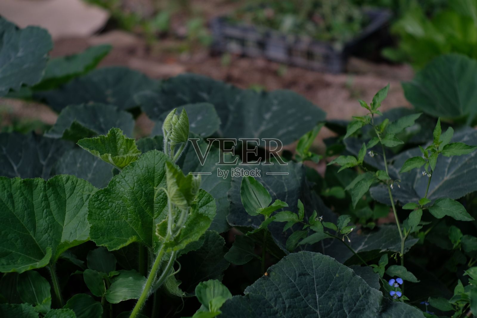 成长中的南瓜幼苗特写照片摄影图片