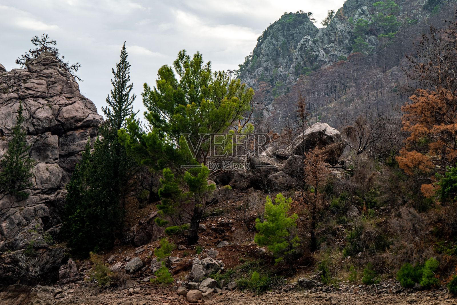 鸟瞰绿色峡谷景观与树木照片摄影图片