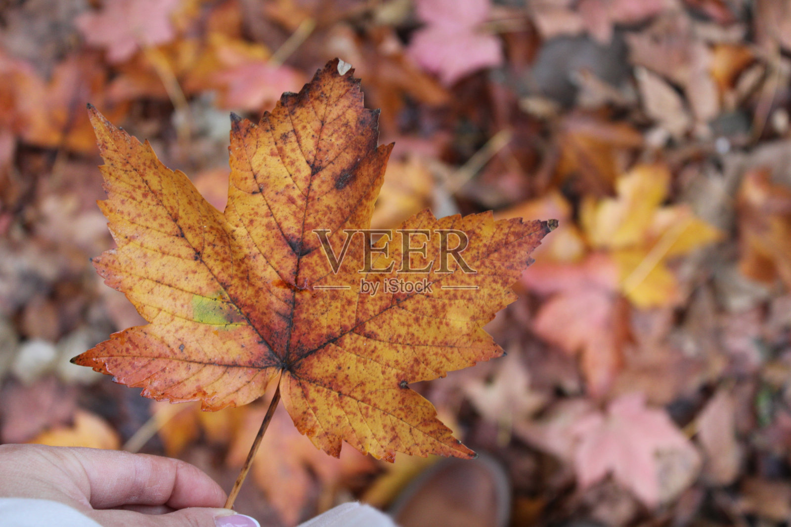 一个手拿着大橙色枫叶的特写镜头照片摄影图片