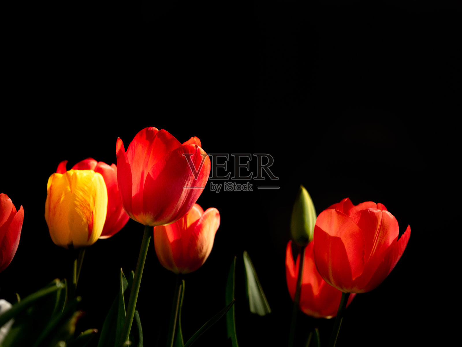 黑色背景下阳光下的郁金香照片摄影图片