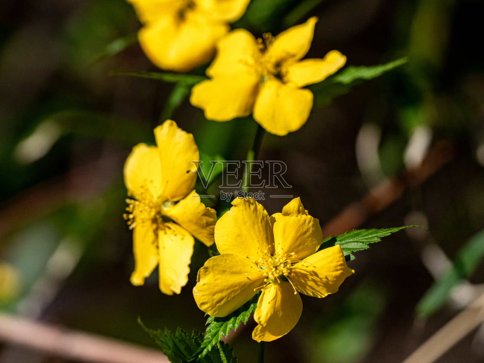日本克里亚花在花园里照片摄影图片