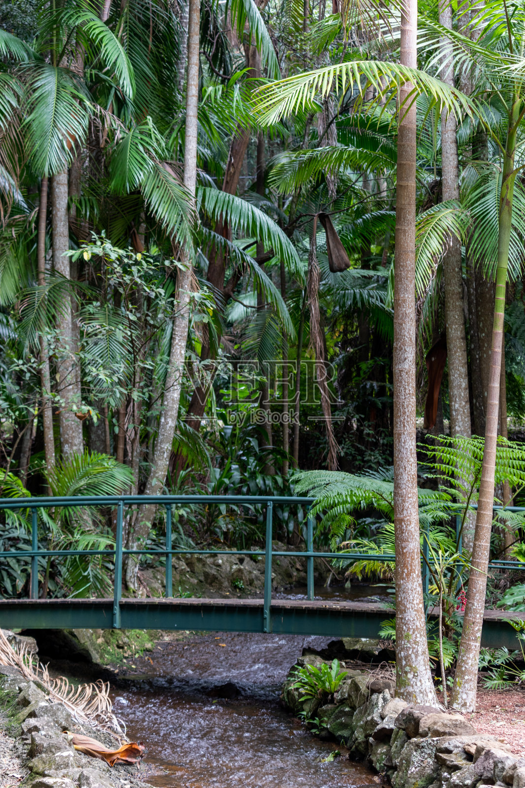 垂直拍摄森林中河上的一座小桥照片摄影图片