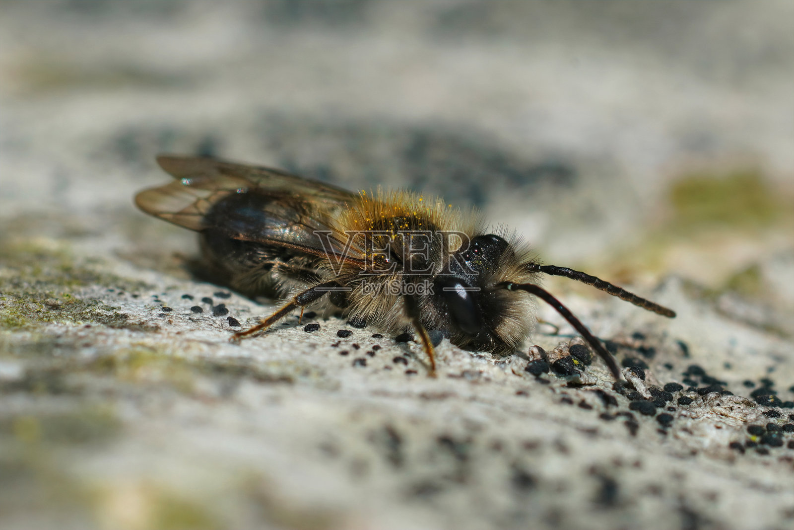 浅焦点的一个男性棕矿工(Andrena mitis)在苔藓表面晒太阳照片摄影图片