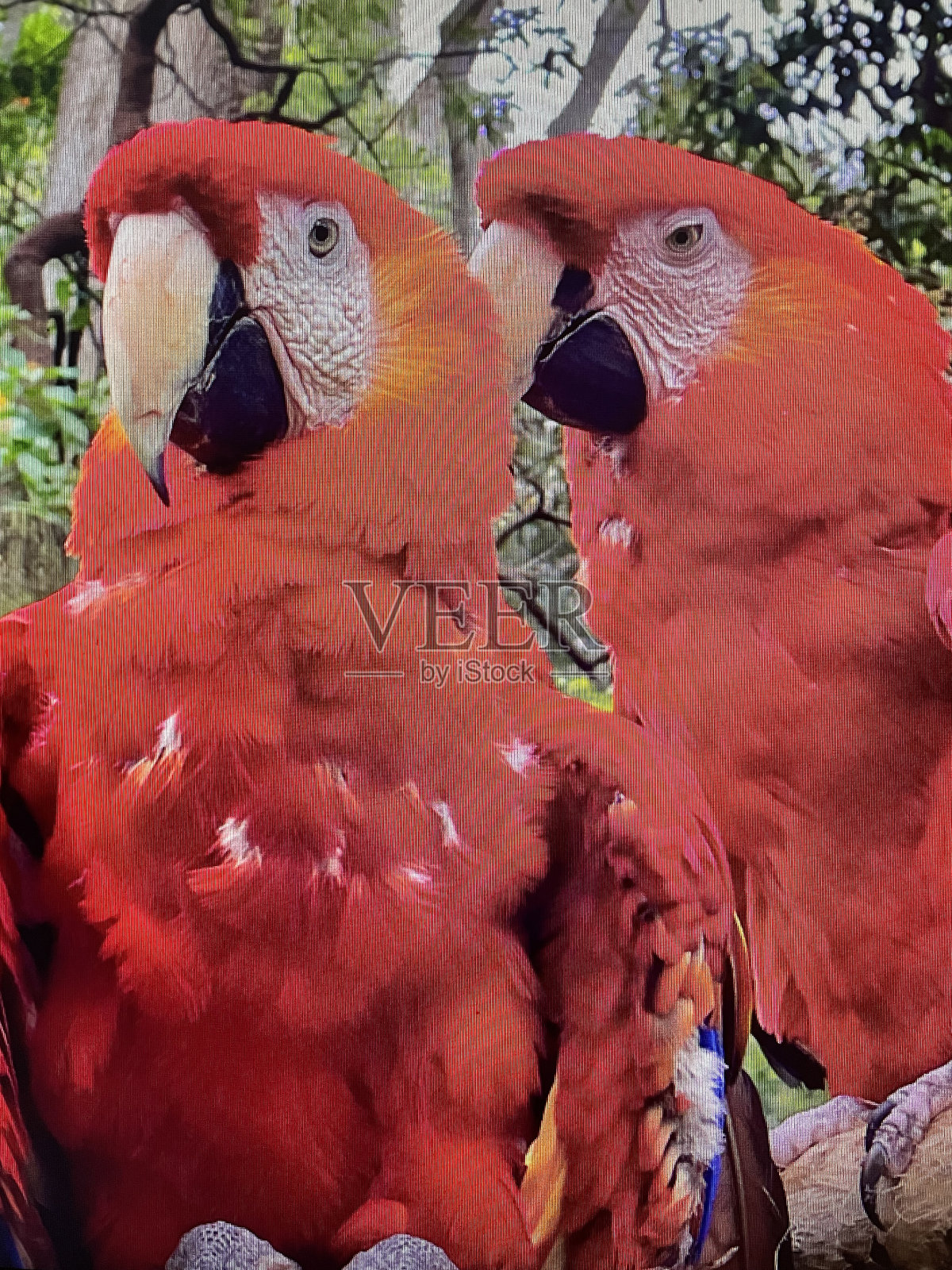 哥斯达黎加鹦鹉的照片照片摄影图片