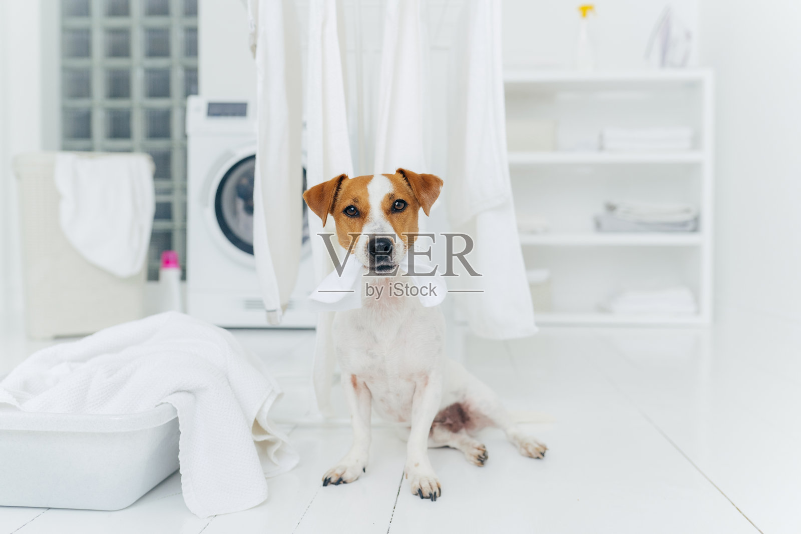 白色和棕色的狗咬了挂在干衣机上的洗过的亚麻,坐在洗衣房的地板上,附近有装满毛巾的盆。回家洗衣服。照片摄影图片
