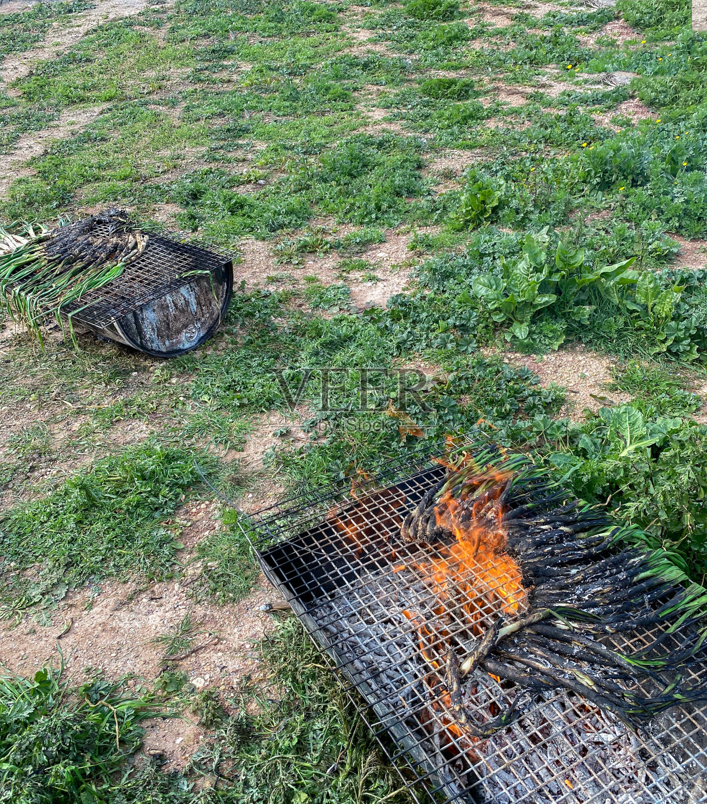Cooking ‘calçots’ being grilled over a hot fire at home照片摄影图片