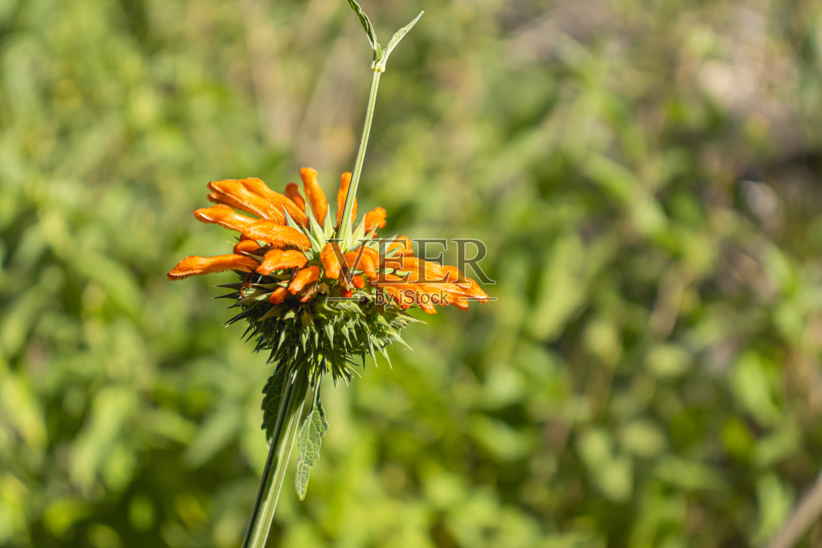 风车植物,被称为Leonotis nepetifolia (L.)R.Br。属Lamiaceae,产于秘鲁高地。照片摄影图片
