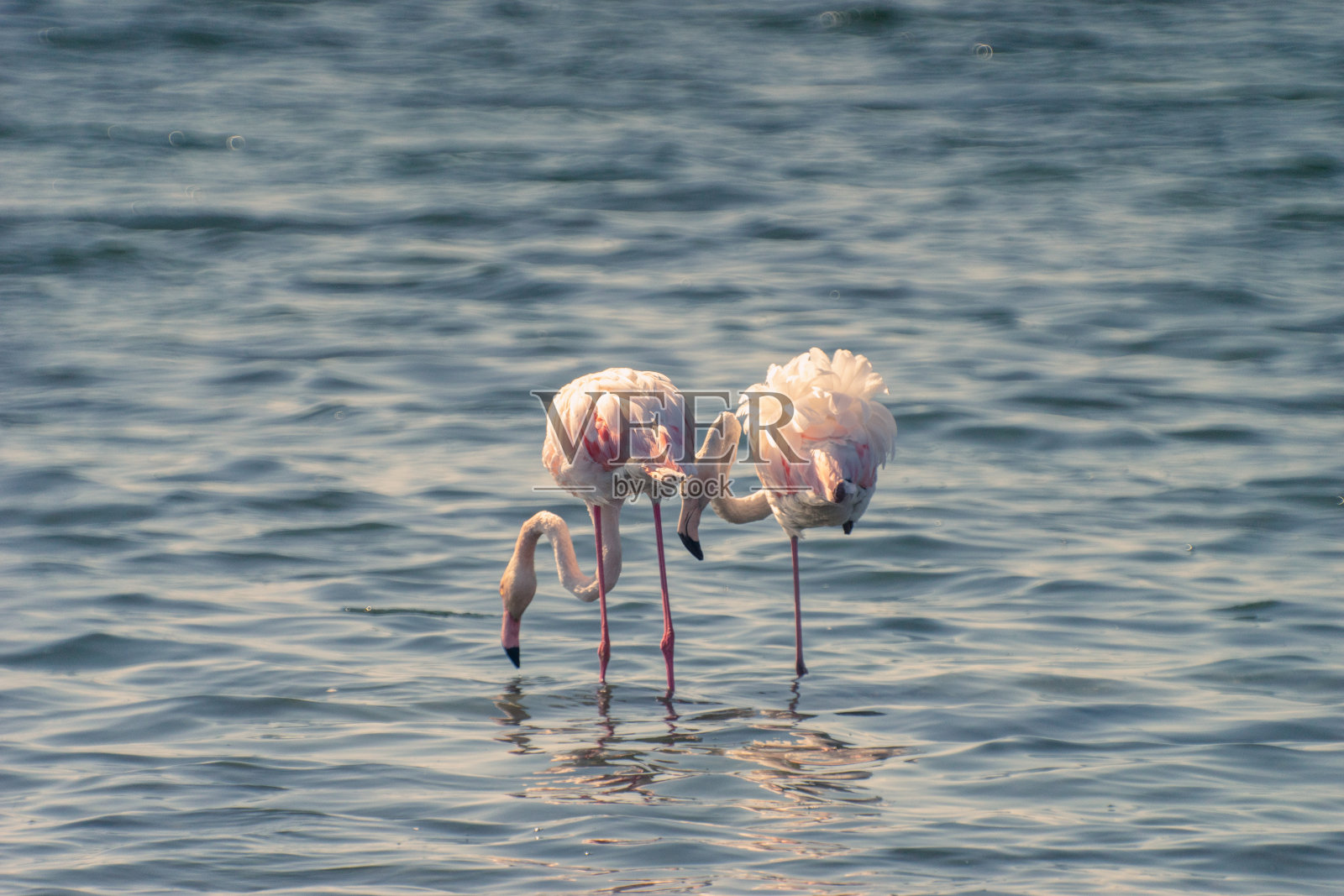 火烈鸟照片摄影图片