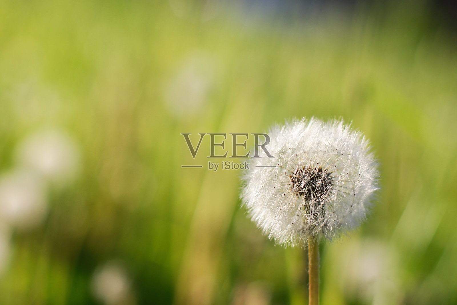 白色蒲公英花的蓬松纹理特写。脆弱的概念。春天的时间。照片摄影图片