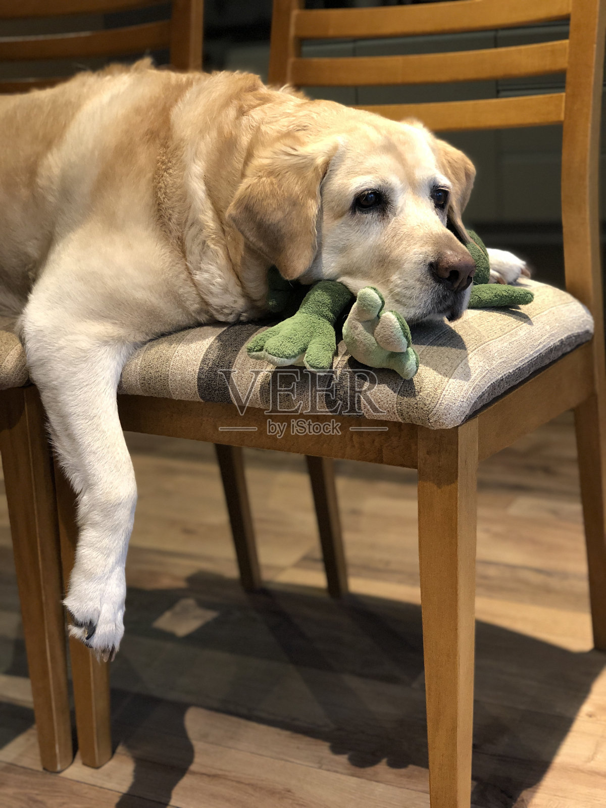 可爱的狗照片摄影图片