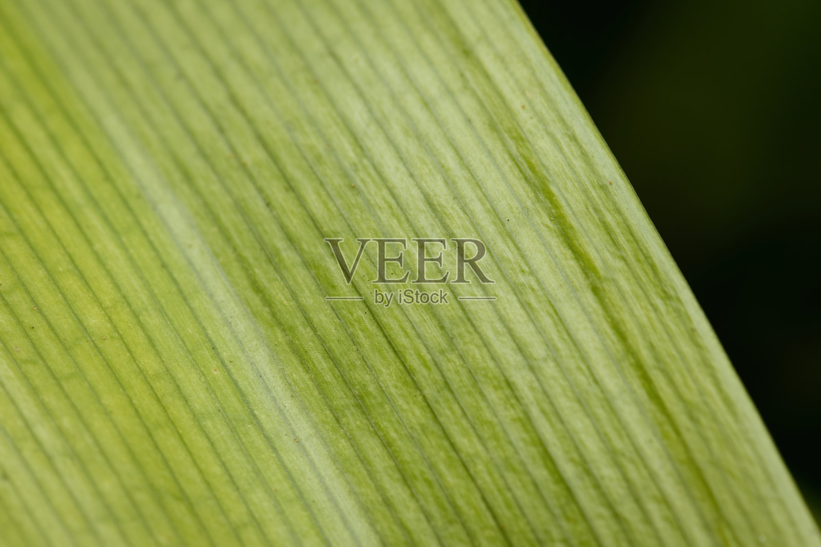 视图的agapanthus绿叶照片摄影图片