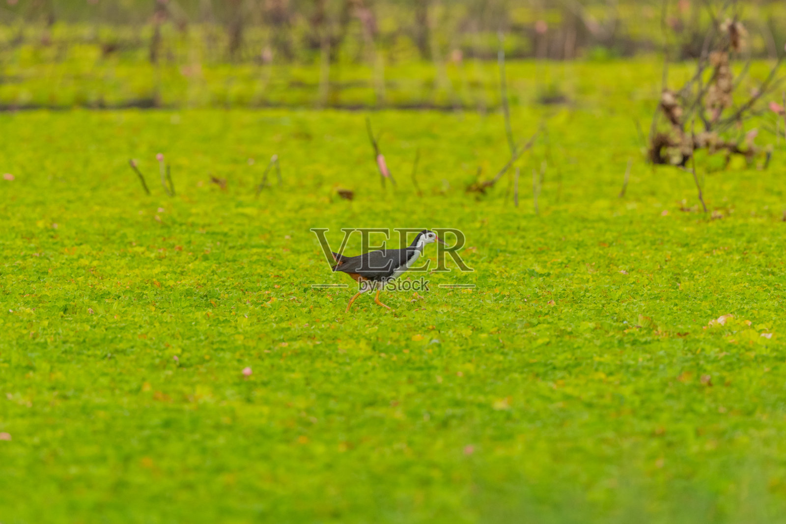 热带雨林中的白胸水鸡照片摄影图片