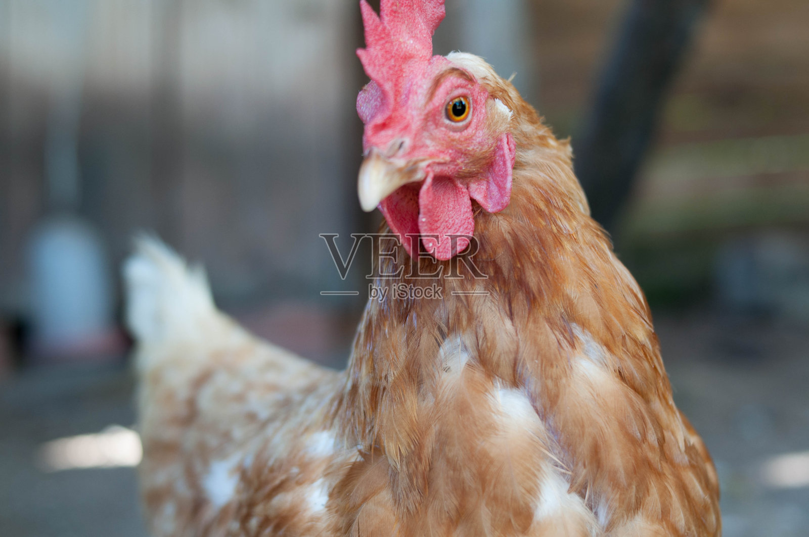 罗德岛红鸡的照片照片摄影图片