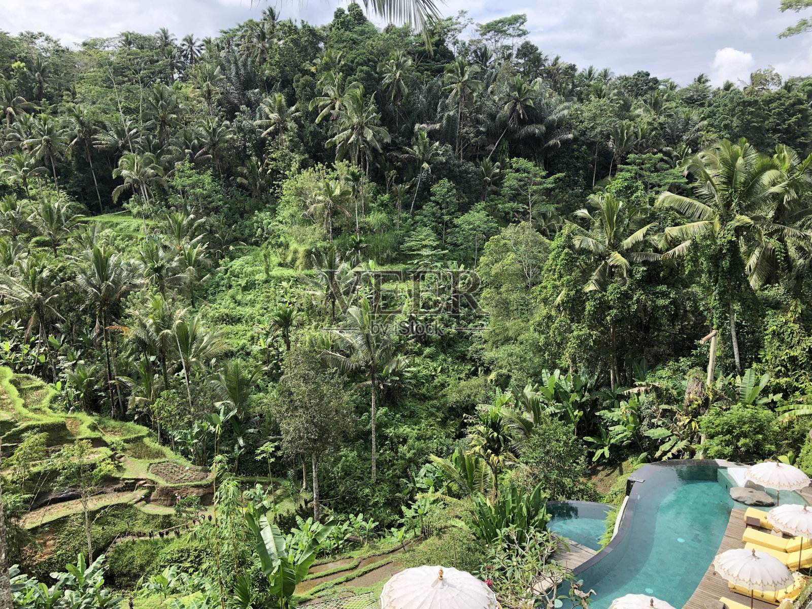 餐厅和游泳池与大米露台的观点照片摄影图片