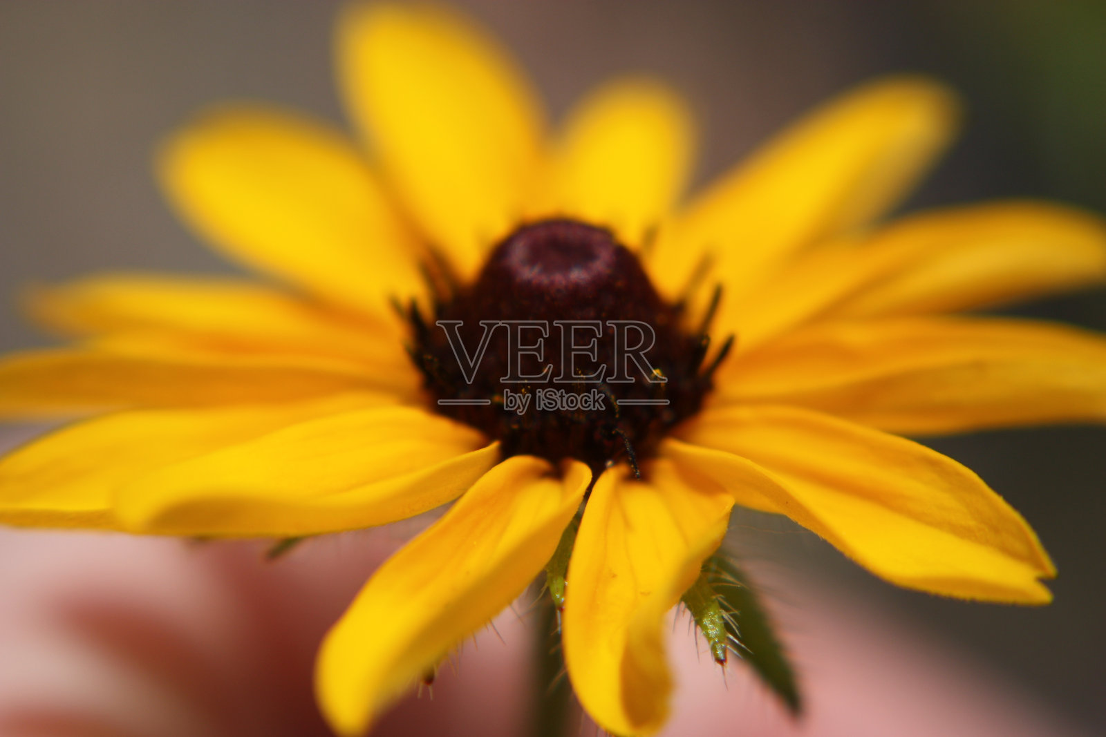 黄色圆锥花花瓣的选择性聚焦镜头照片摄影图片