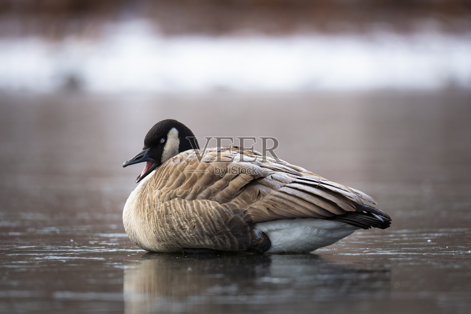 加拿大鹅在池塘休息照片摄影图片