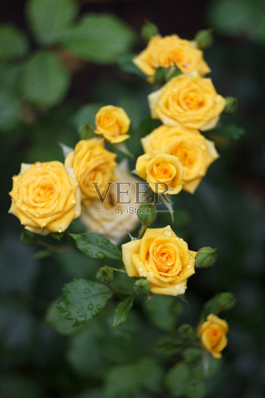 雨后夏天花园里的黄玫瑰丛照片摄影图片