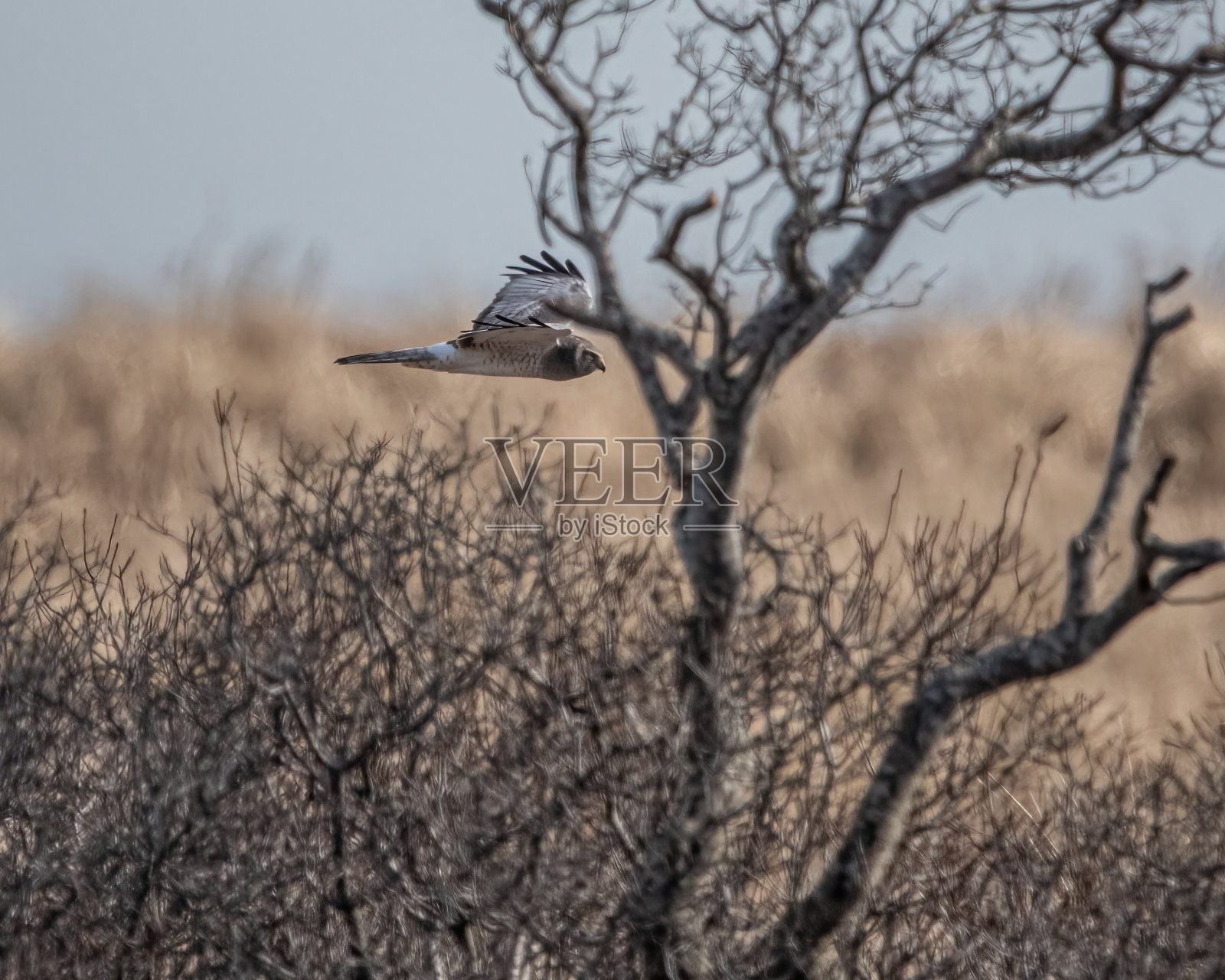 一只雄性北方鹞飞过沙丘。照片摄影图片