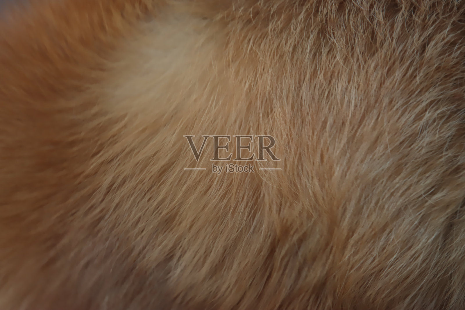 红狐皮照片摄影图片