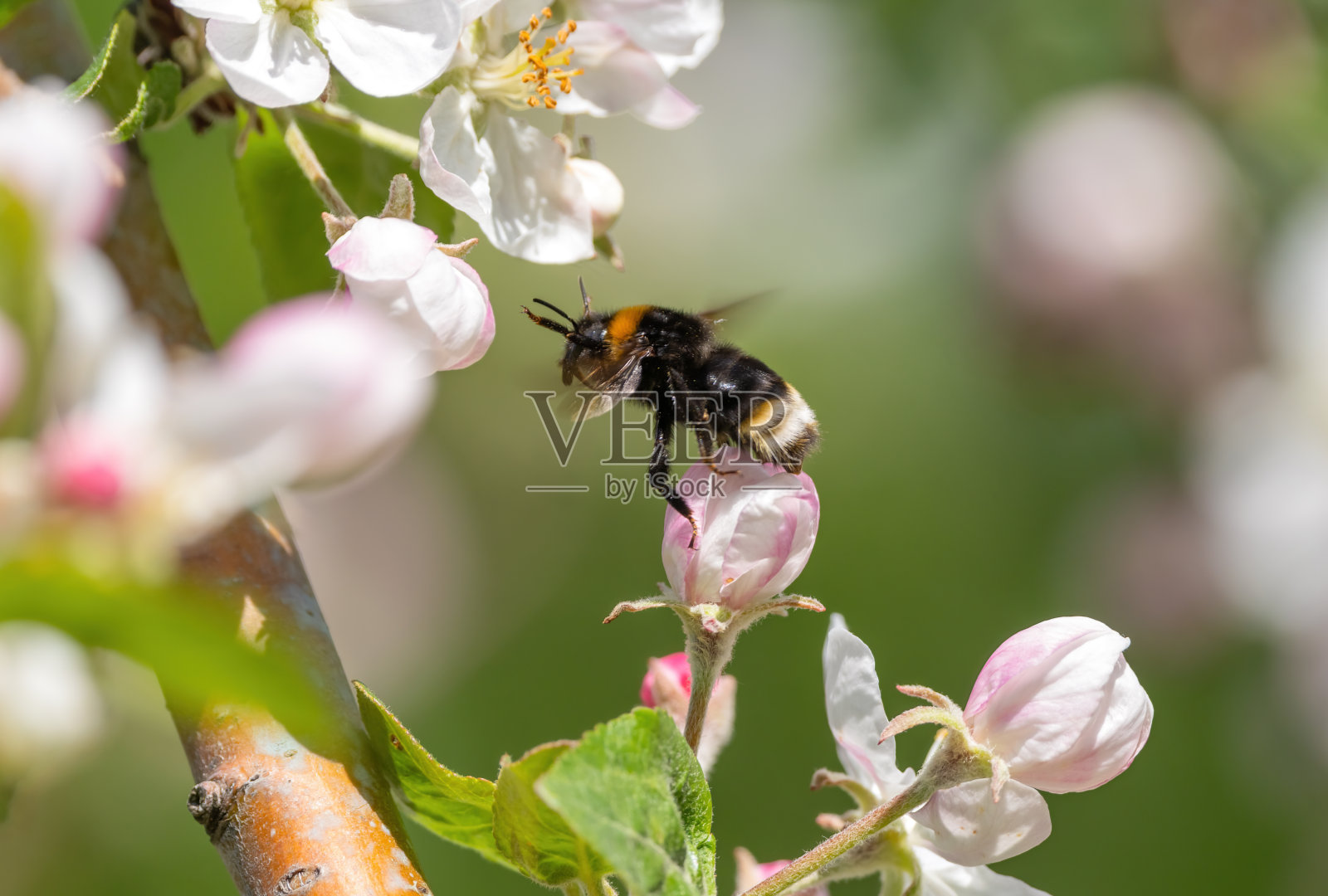 一只毛茸茸的大黄蜂飞到一棵盛开的苹果树上照片摄影图片