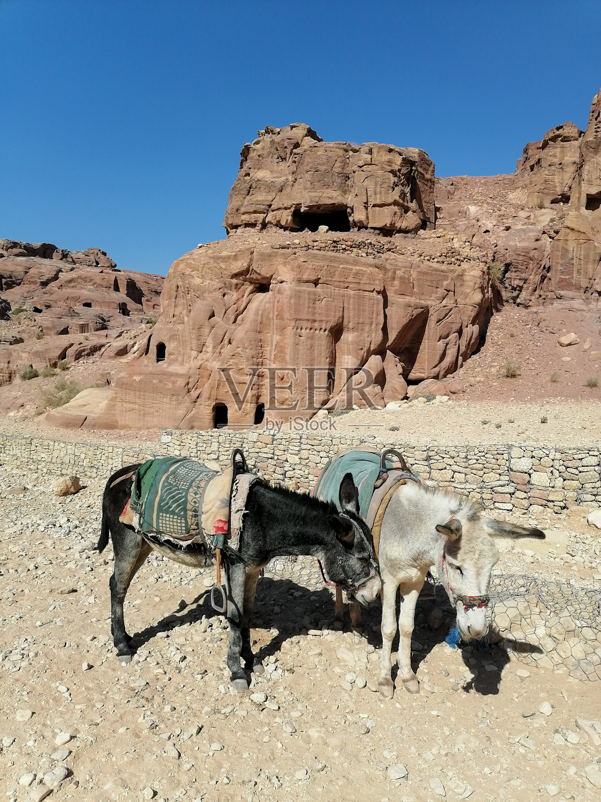 约旦佩特拉的驴子照片摄影图片