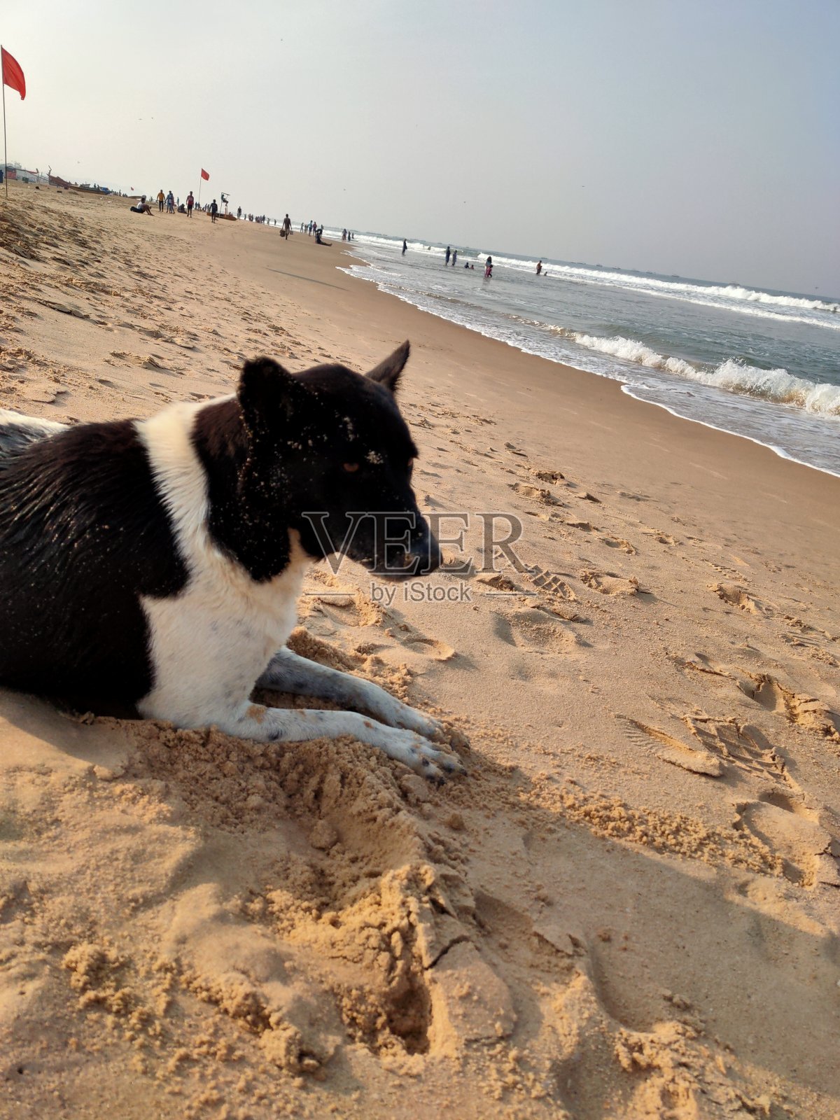 海滩上的一只流浪狗照片摄影图片