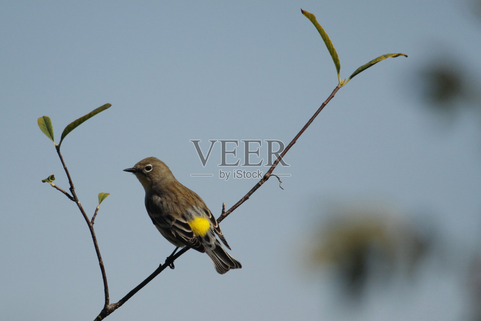 蓝天树上的黄腰柳莺,展示其黄色臀部照片摄影图片
