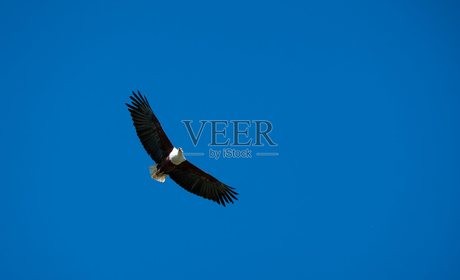 一只鹰在天空中飞翔的低角度镜头照片摄影图片