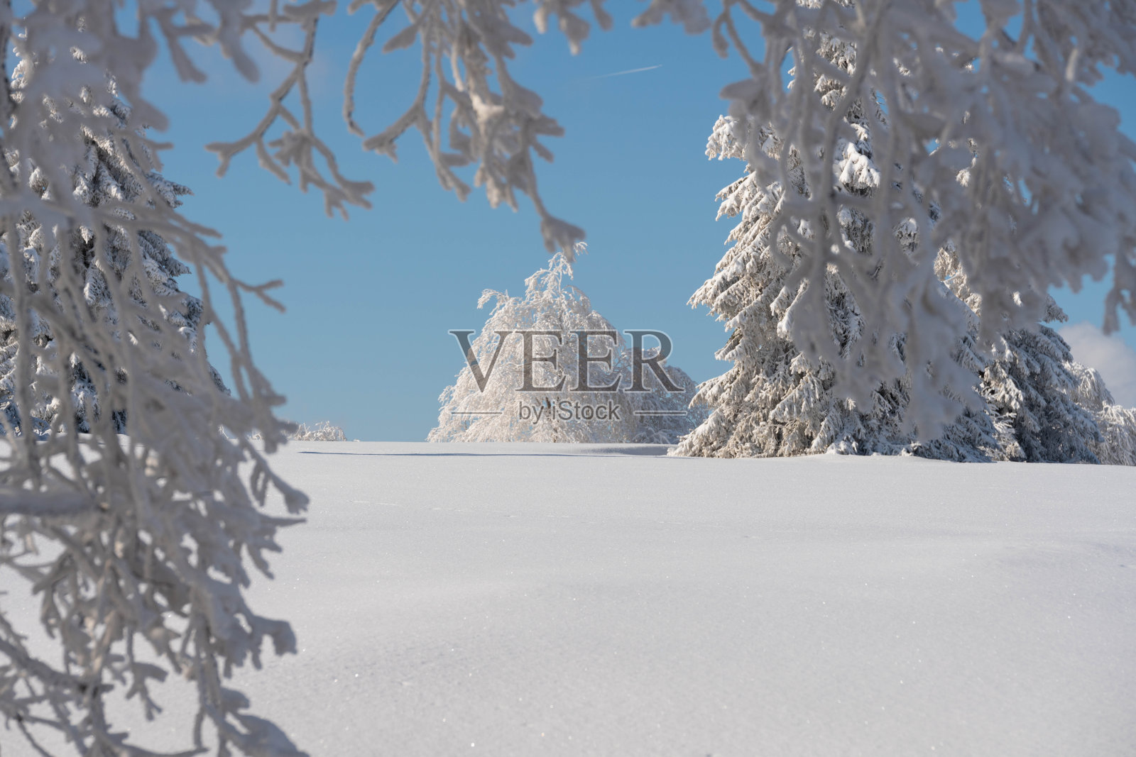 Ice covered trees in Rhön照片摄影图片