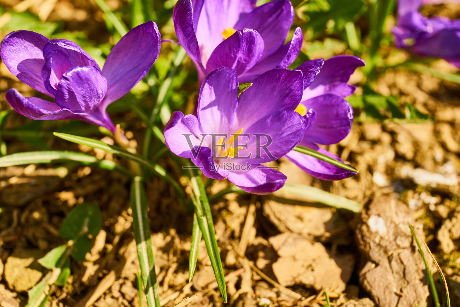 盛开的番红花的特写照片摄影图片