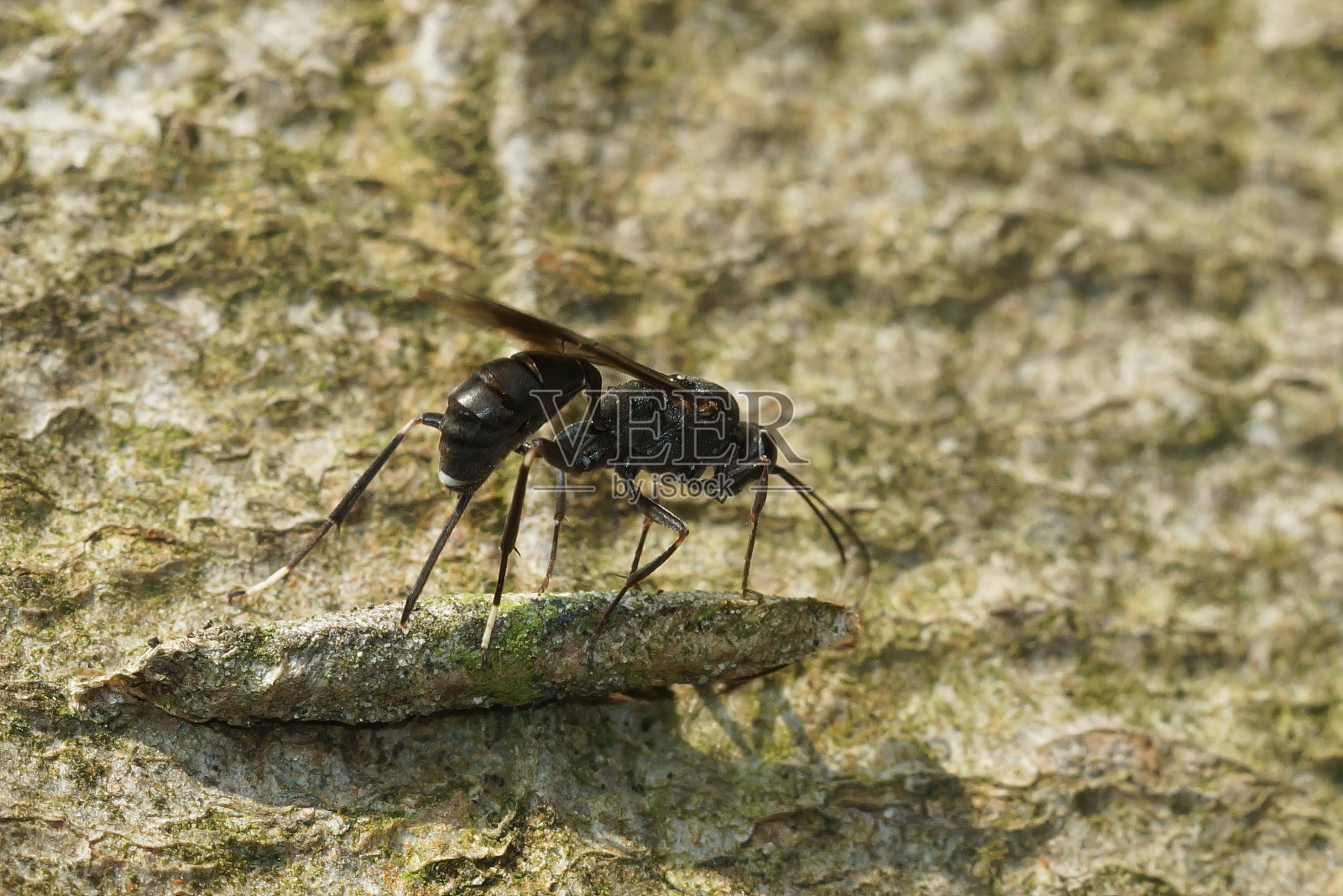 在阳光下岩石表面上的Nippocryptus vittatorius特写照片摄影图片