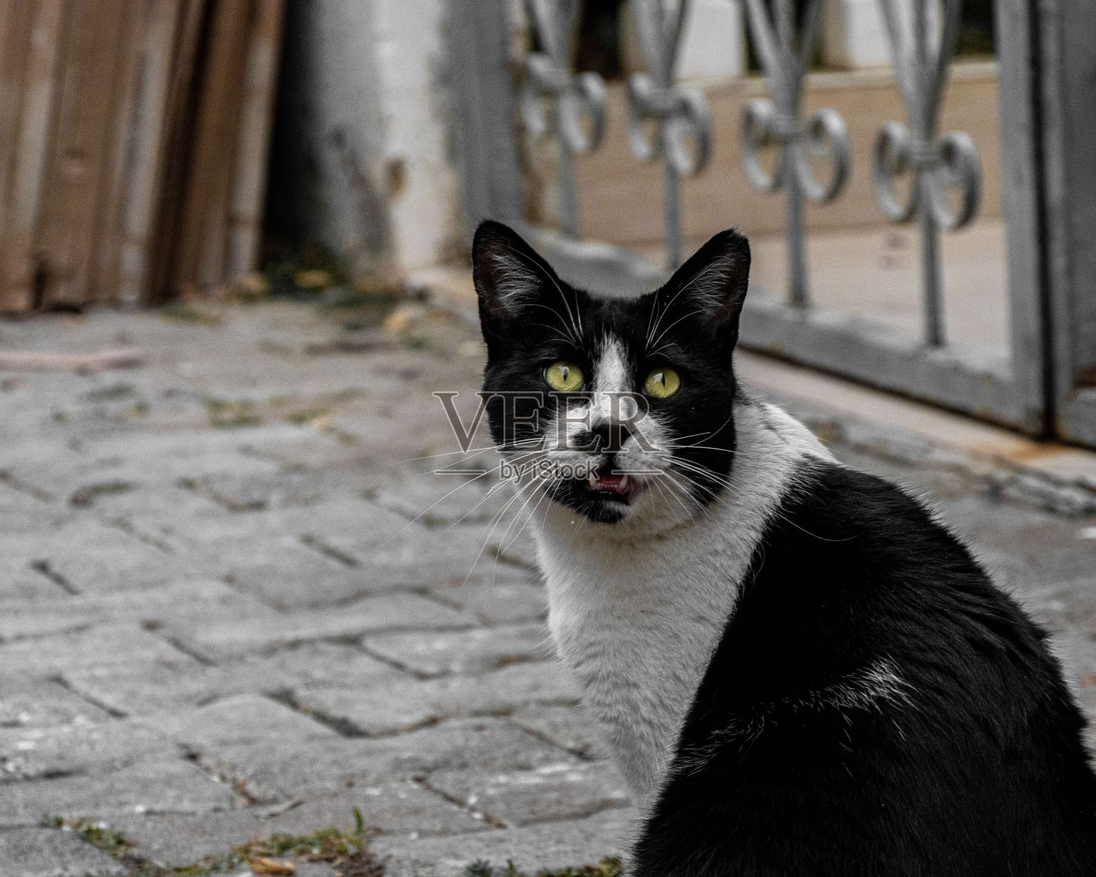 愤怒的双色猫看着镜头坐在街上的石头地板上照片摄影图片