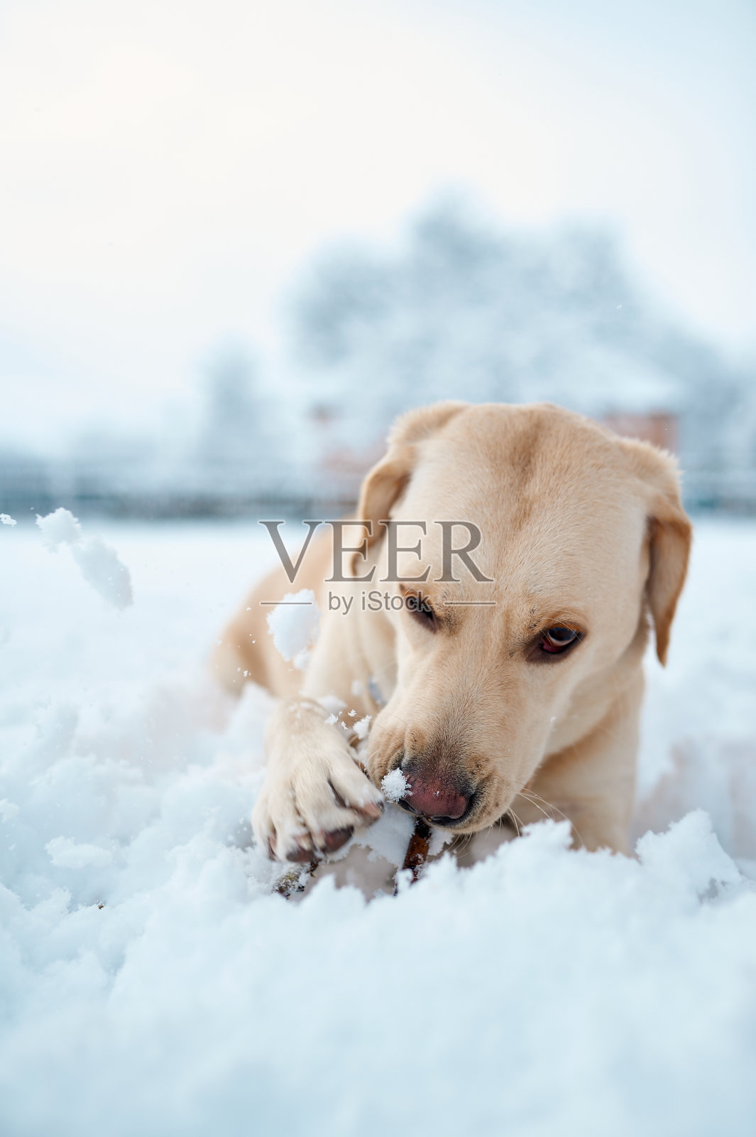 小鹿拉布拉多躺在雪地里,啃着一根棍子照片摄影图片