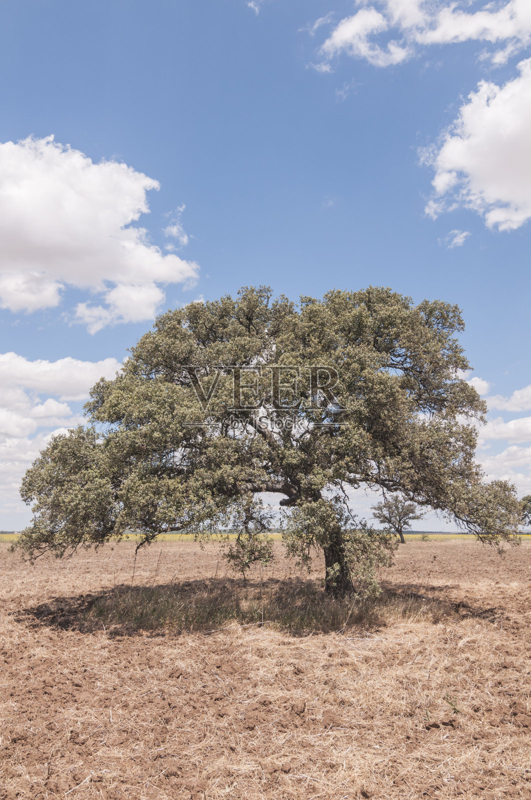 垂直拍摄的橄榄树在谷物农场景观照片摄影图片