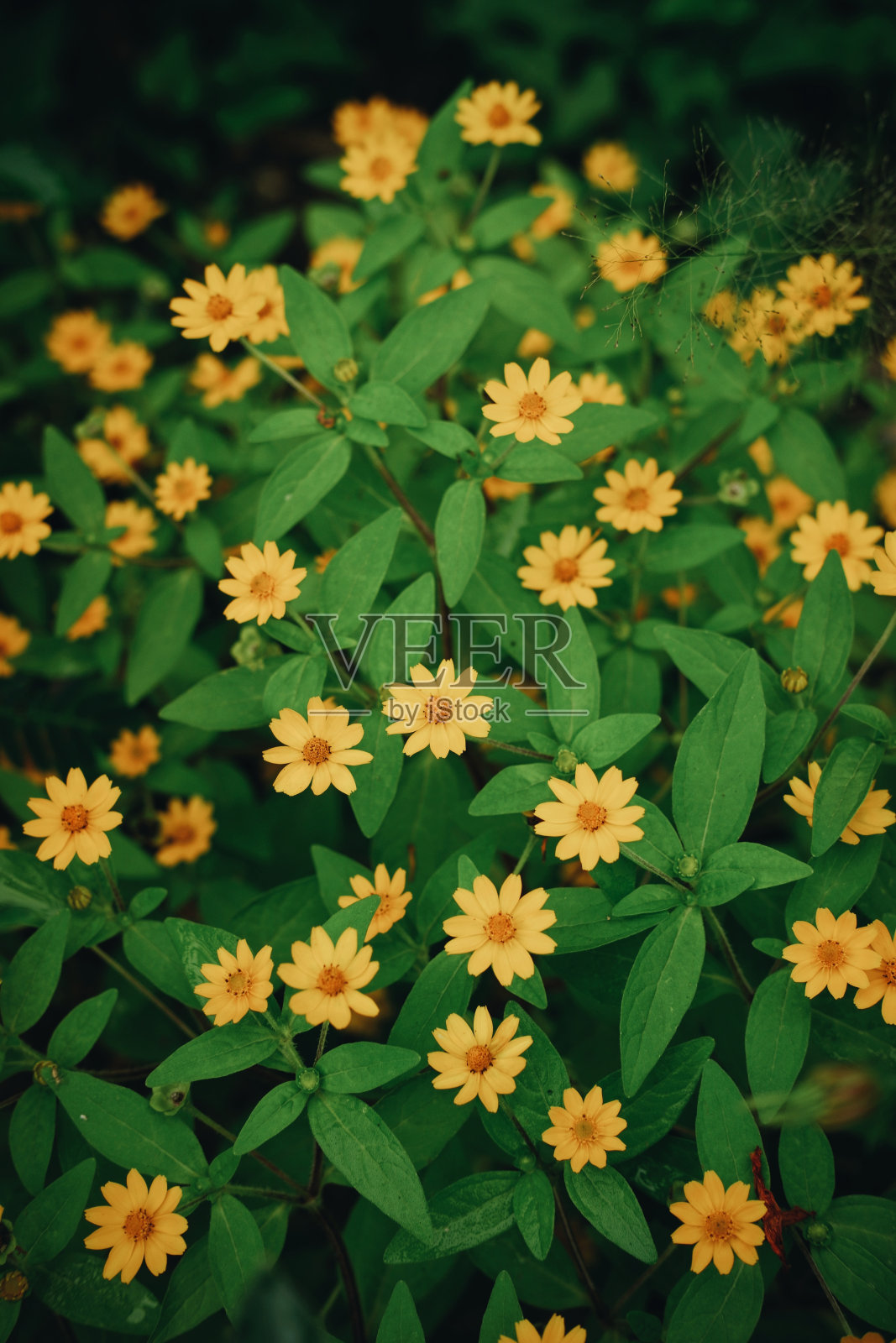 黄色菊科花的垂直镜头照片摄影图片