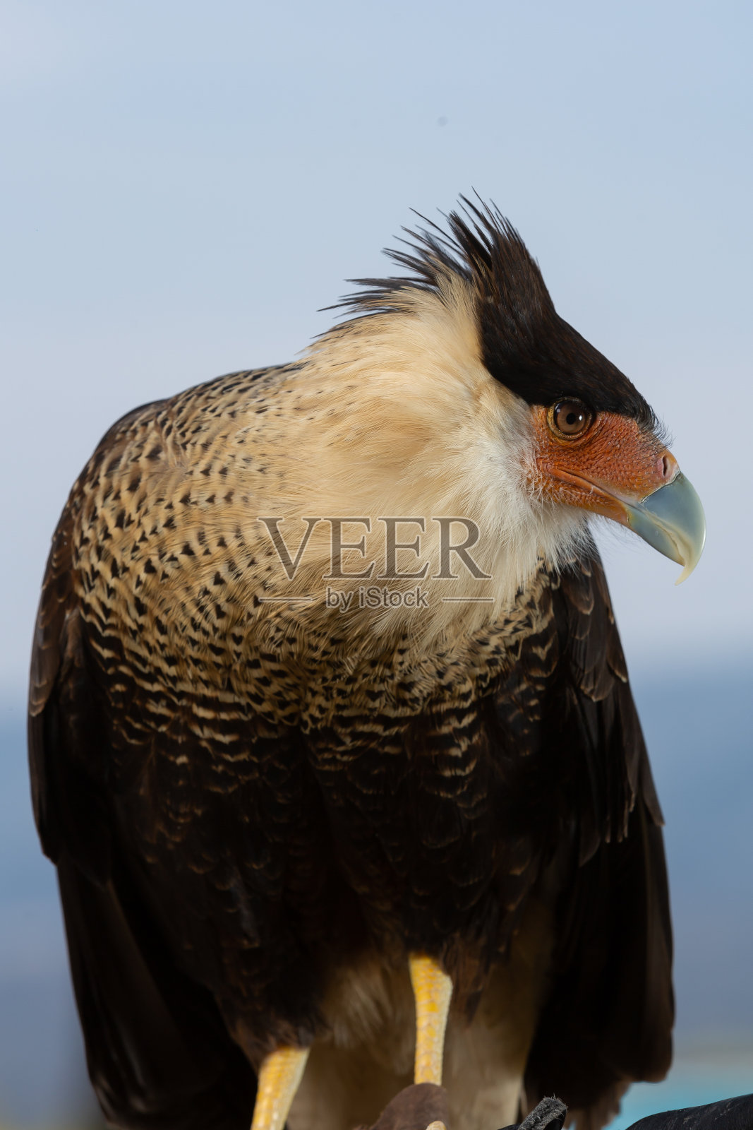 蓝色天空背景上的一个有冠的卡拉卡拉的垂直镜头照片摄影图片