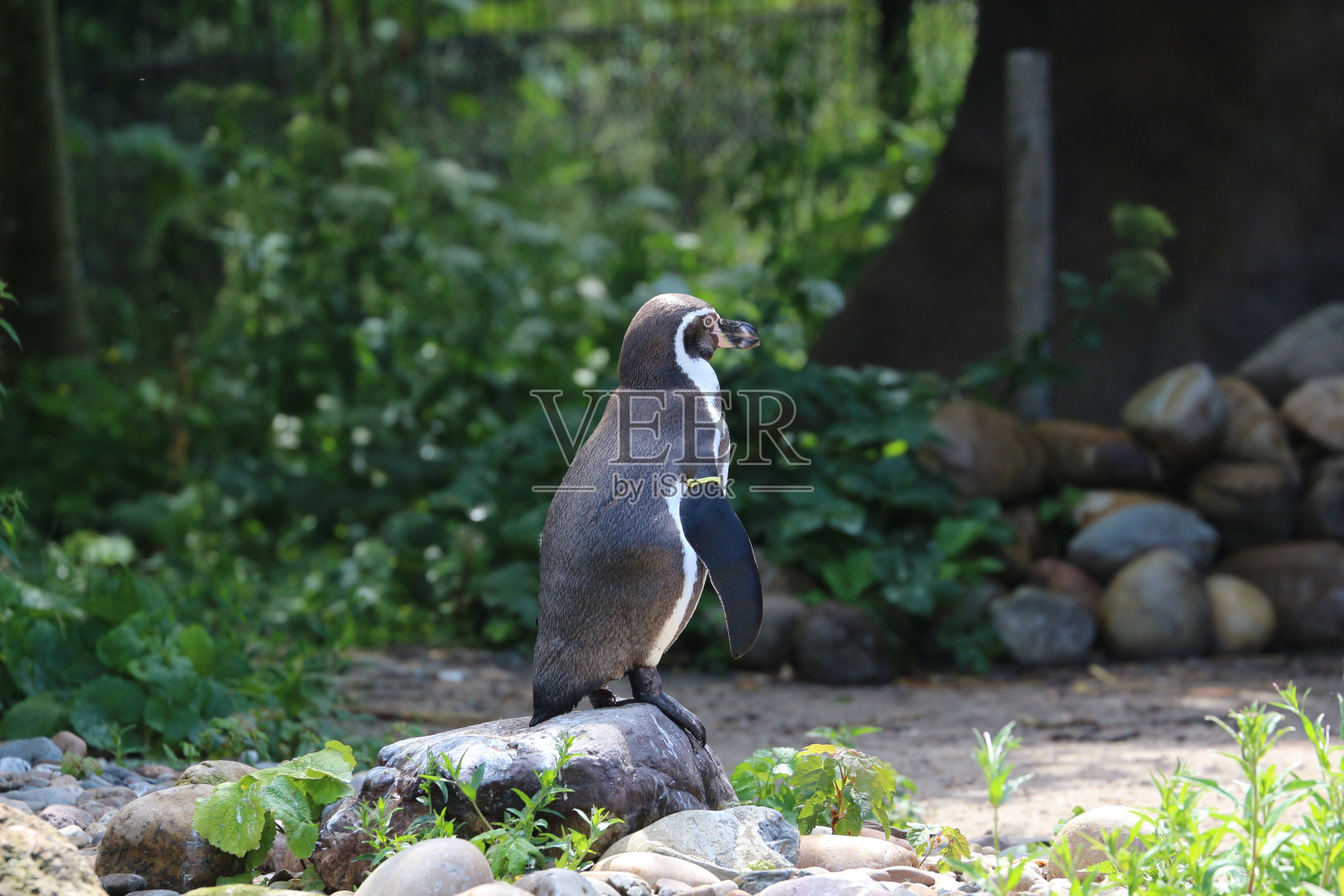 这是一只洪堡企鹅在洪堡国家保护区涉水的背影照片摄影图片