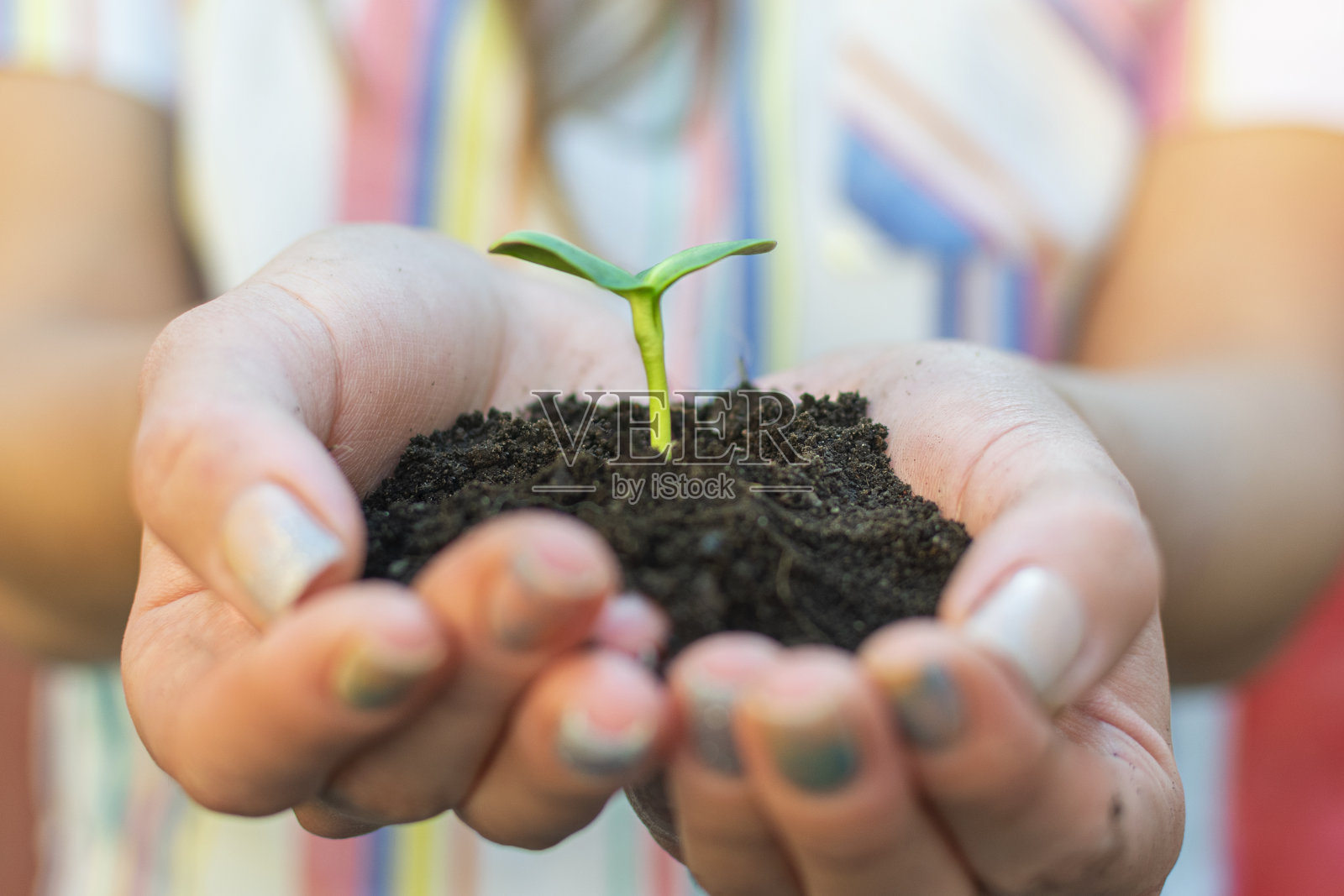 一个女人拿着一颗发芽的种子和土壤。关爱环境生态理念照片摄影图片