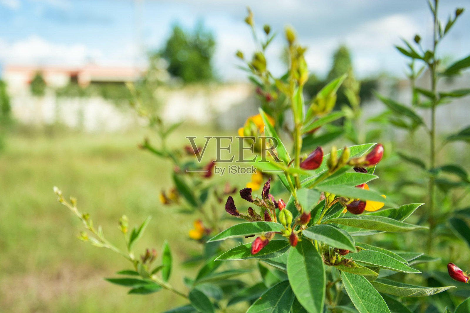 有花的鸽豌豆植物的选择性聚焦镜头照片摄影图片