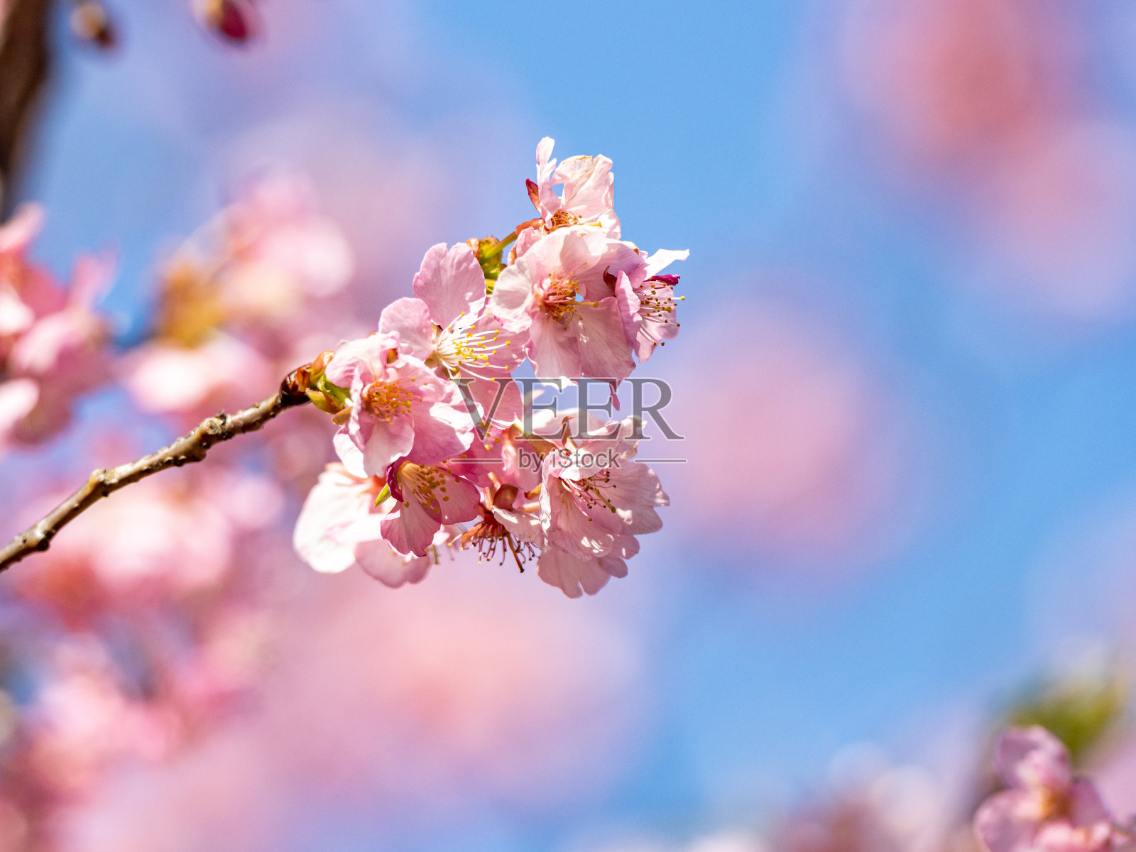 选择性聚焦拍摄粉红色的日本梅花照片摄影图片