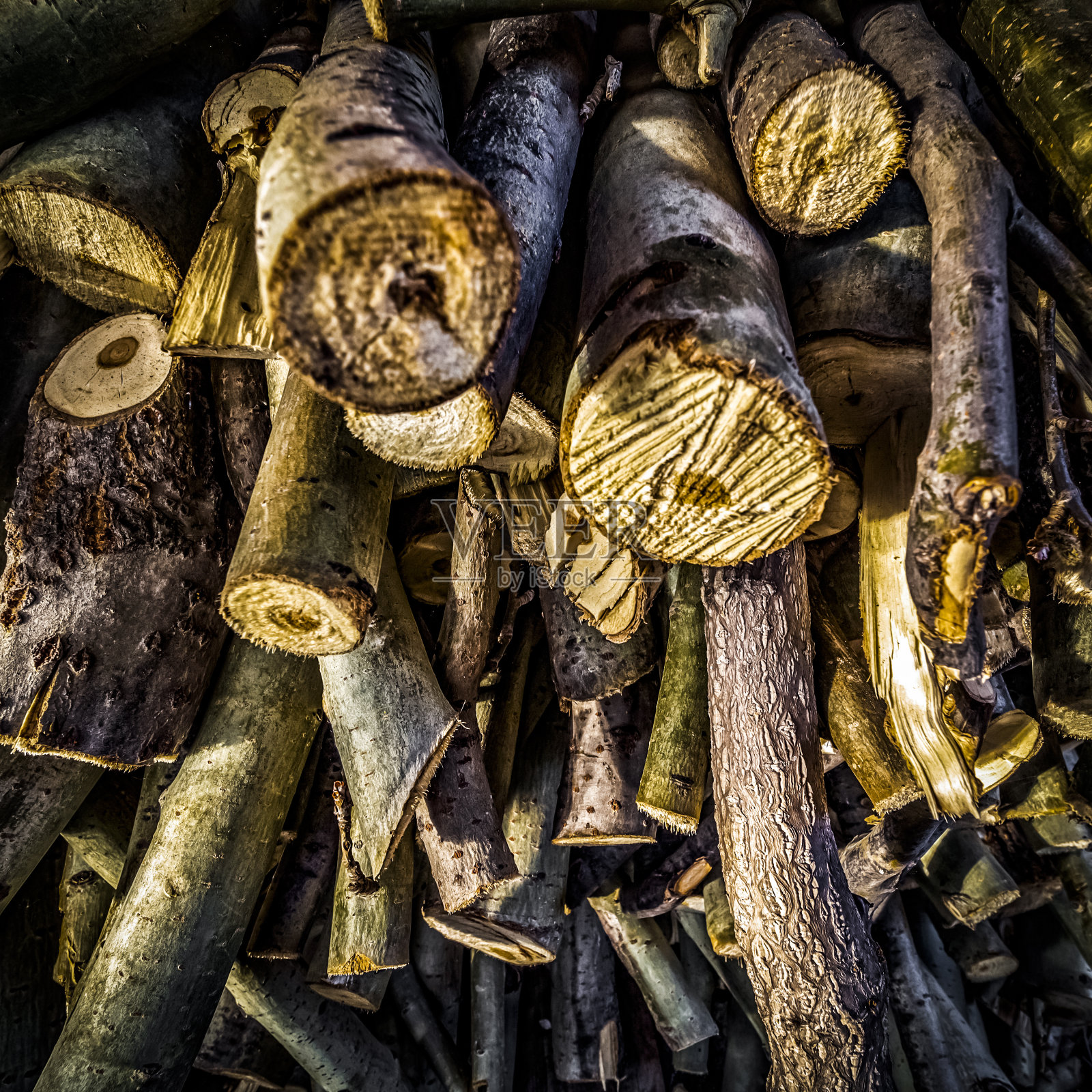 细碎的灌木照片摄影图片