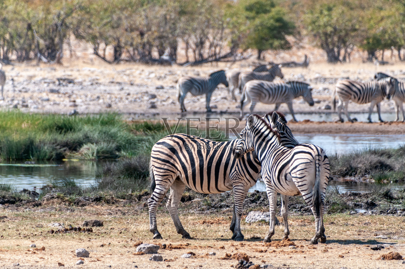 埃托沙的斑马照片摄影图片